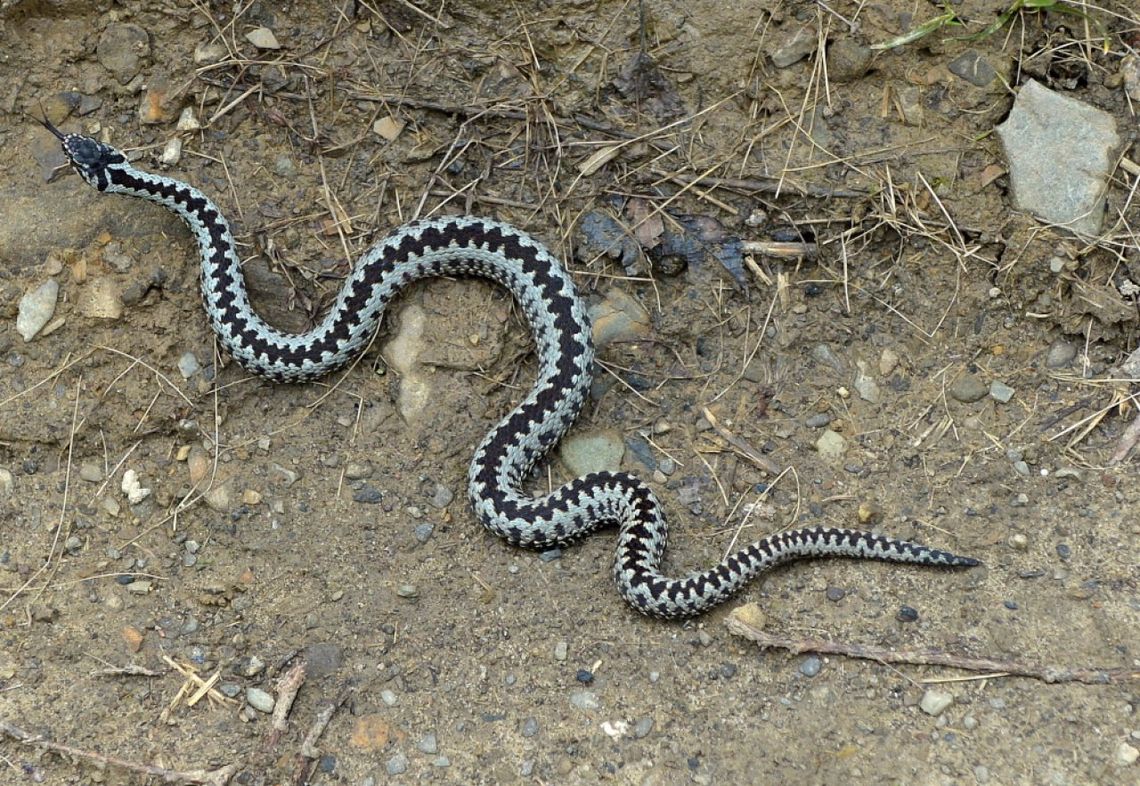 Żmija w ogrodzie – zachowaj spokój