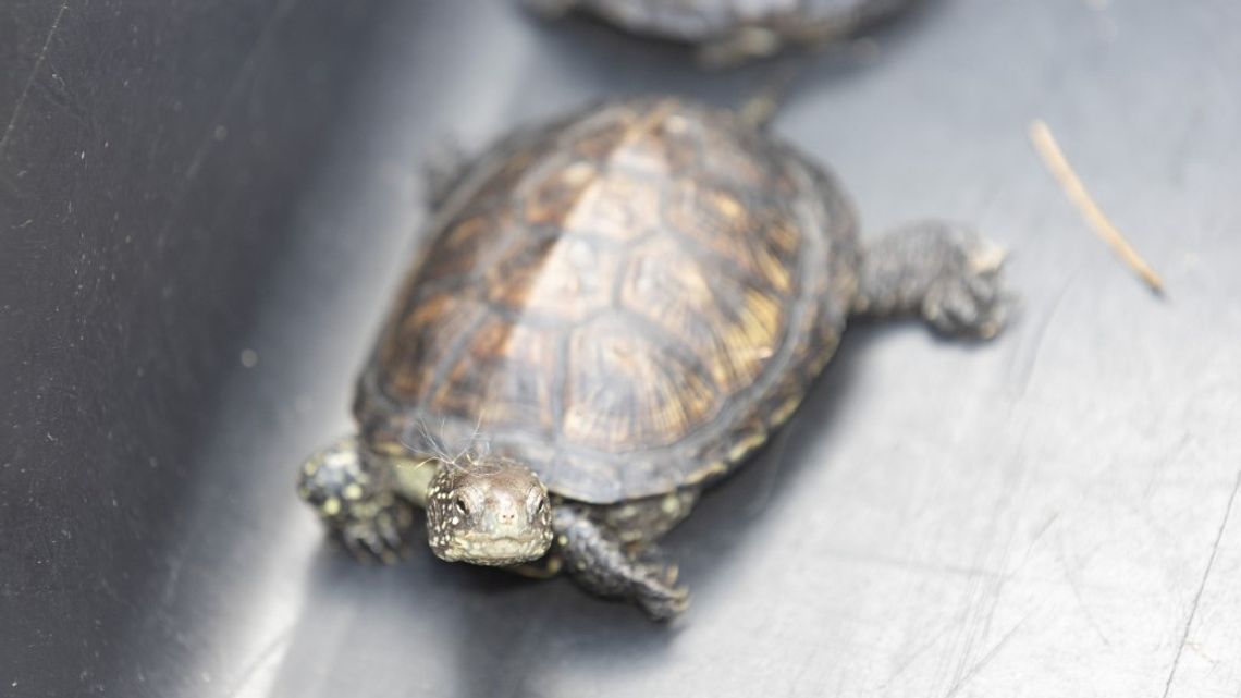 Żółwie błotne wróciły na Ponidzie Żółwie błotne wróciły na Ponidzie