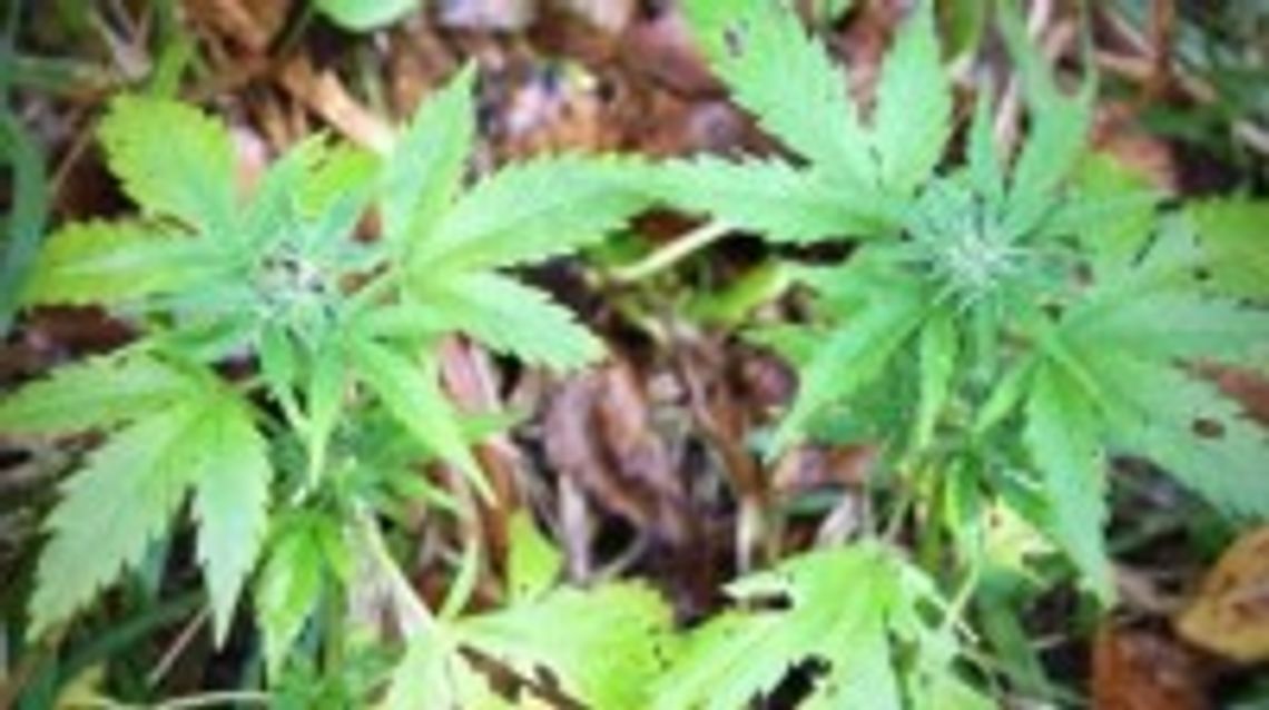 Zwiększy się powierzchnia upraw maku i konopi w regionie świętokrzyskim